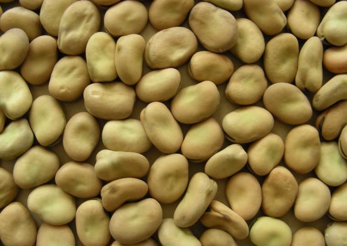Broad Beans